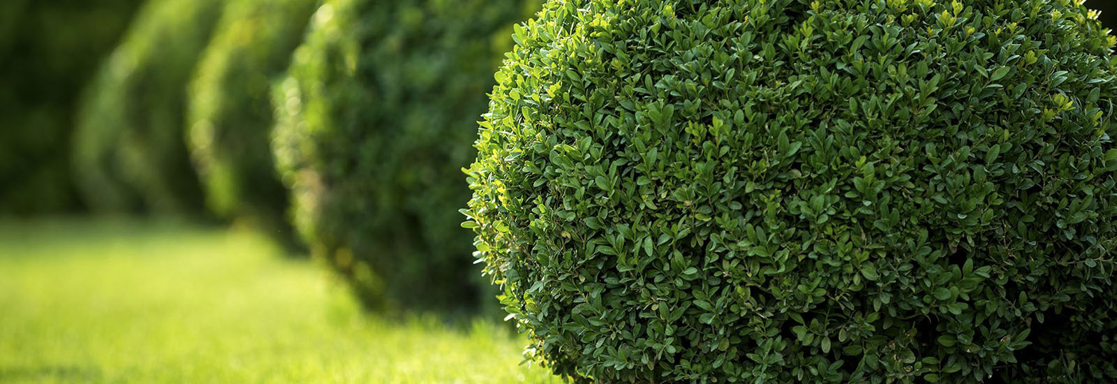 banner.